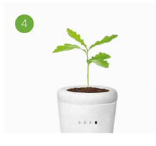 Charger l'image dans la galerie, urne funeraire plante bios